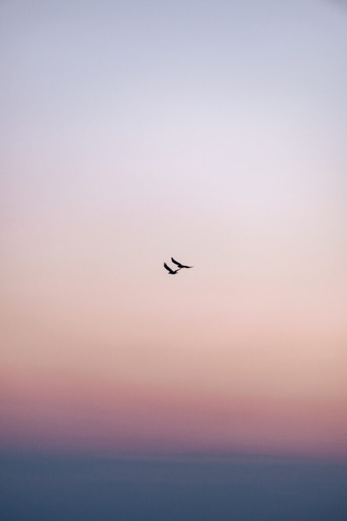 A couple of birds flying through a cloudy sky